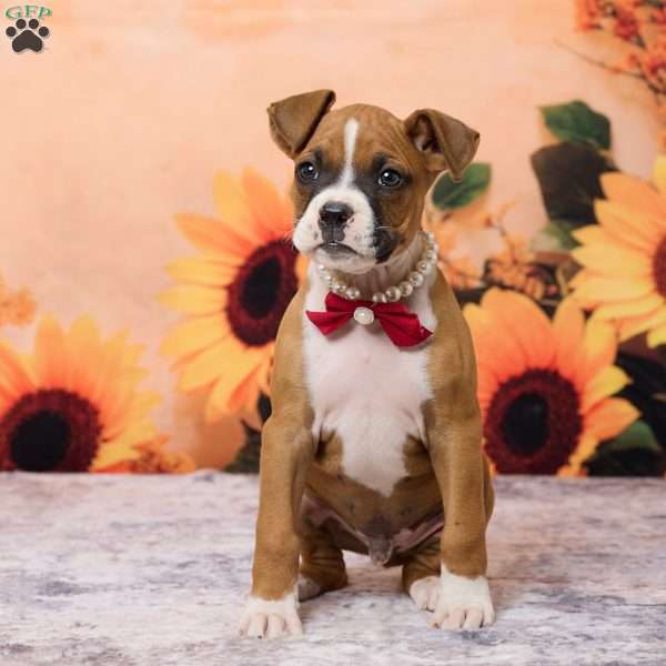 Cletus, Boxer Puppy